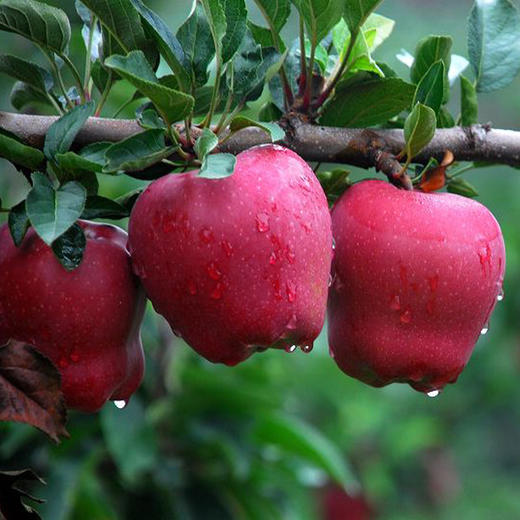 【顺丰/京东】陇上三味苹果礼盒  12 枚甄选 脆甜多汁 自然好味 商品图4