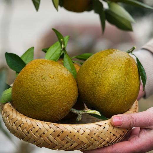 巧克力宗橙【稀缺品种，全国独有产区，限量出售，全年售卖期只有10天】（到货冷藏！） 商品图1