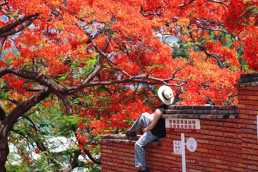 户外@2~8人【花漾滇川】昆明&西昌蓝花楹▪东川红土地▪元谋土林▪攀枝花凤凰花▪大石板村▪七里坝杜鹃花▪黑井古镇▪富民蓝花楹6天 商品图1