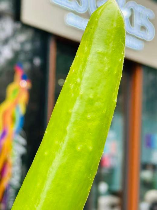 国内首次种植、限量发售的独家蔬菜品种。小巧细长，颜色浅绿，口感清脆。 绿色种植天然采摘0农残👩🌾今早首批次到货！独家品种， 年后减脂必备~ 商品图1