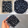 特惠活动『云南花香25号蓝莓』抚仙湖露天种植，细嫩爽口，富含花青素 商品缩略图11