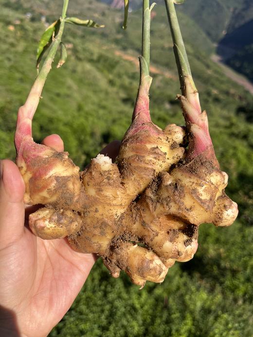 生态小黄姜 250g| 产地：云南楚雄，露天种植 商品图1
