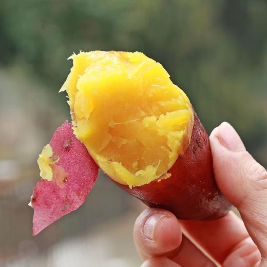 临安天目山小香薯 个头均匀 紫皮黄心 皮薄少筋 中薯更甜 小薯更糯 香甜软糯赛板栗  商品图0