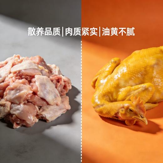 【东滩绿港】散养崇明母鸡（约12个月、净重约1.1kg左右） 商品图3