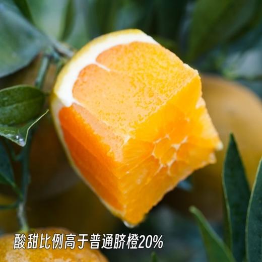 巧克力宗橙【稀缺品种，全国独有产区，限量出售，全年售卖期只有10天】（到货冷藏！） 商品图3