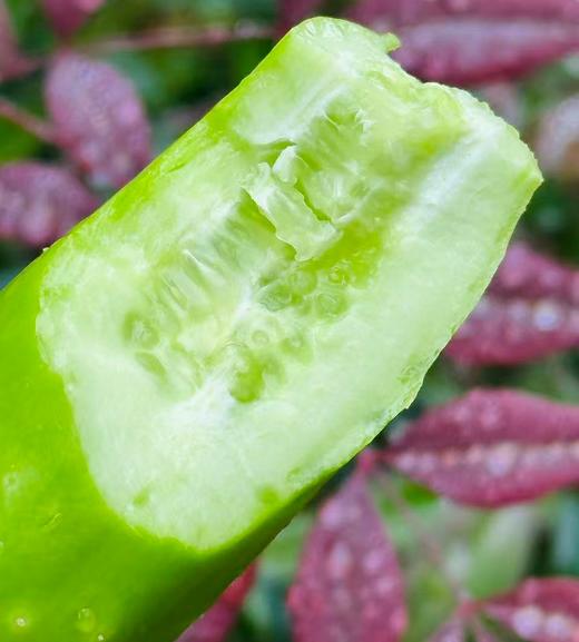 国内首次种植、限量发售的独家蔬菜品种。小巧细长，颜色浅绿，口感清脆。 绿色种植天然采摘0农残👩🌾今早首批次到货！独家品种， 年后减脂必备~ 商品图2