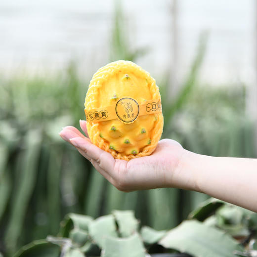 海南燕窝果 商品图7