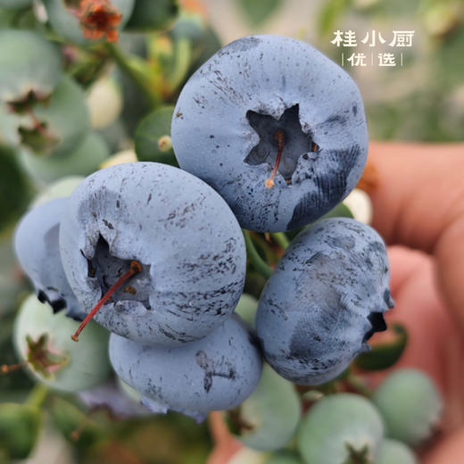 广西蒙山蓝莓（5毛硬币大，脆如冬枣，甜如初恋） 商品图2