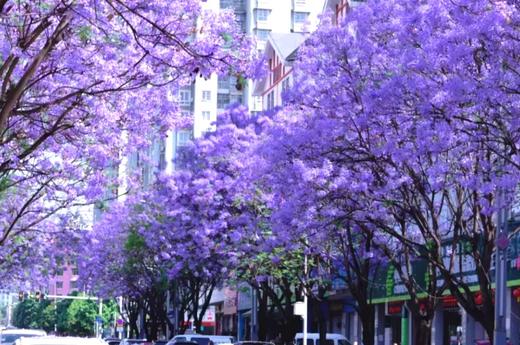 户外@【人间四月天】昆明、西昌双城蓝花楹、元谋土林、螺髻山、九十九里温泉瀑布、七里坝杜鹃、泸沽湖 7天 商品图7