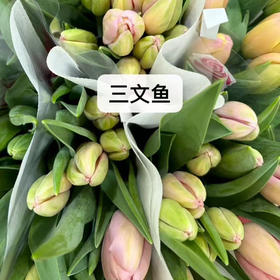 国产三文鱼郁金香