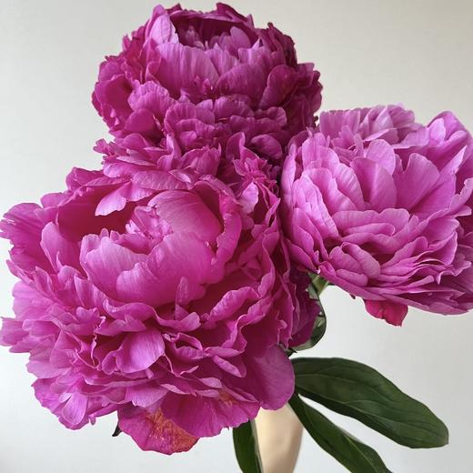 芍药丨红富士【买一送一】 商品图2