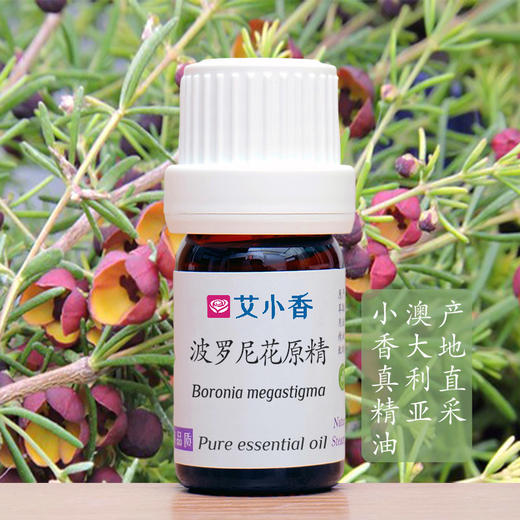 澳洲波罗尼花原精精油 幸福感的香气 澳洲产地「团购不送精油」 商品图0