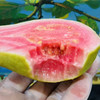 【小仙女百搭SS神果红心草莓芭乐】，硬吃香脆，软吃浓甜。吃起来像梨又像桃子·自带酸梅粉，蘸着更好吃～yami～～～ 商品缩略图0