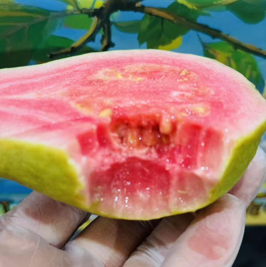 【小仙女百搭SS神果红心草莓芭乐】，硬吃香脆，软吃浓甜。吃起来像梨又像桃子·自带酸梅粉，蘸着更好吃～yami～～～ 商品图0