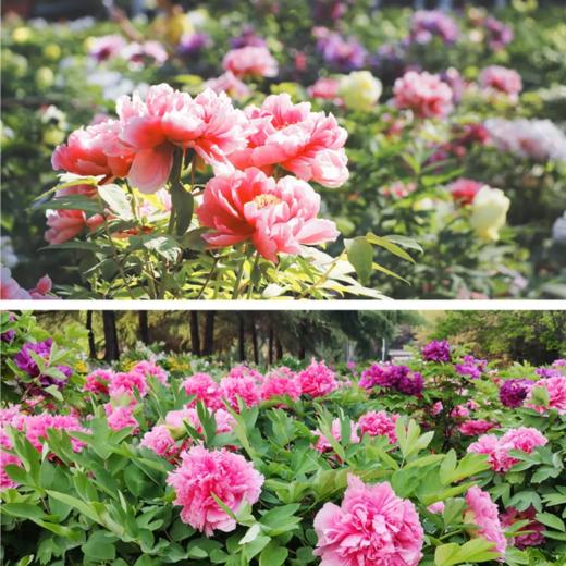 5天【 风华洛阳】洛阳牡丹 少林寺 中岳嵩山轻徒步 龙门石窟 老君山 地坑院 风穴寺 商品图1