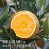 巧克力宗橙【稀缺品种，全国独有产区，限量出售，全年售卖期只有10天】（到货冷藏！） 商品缩略图5
