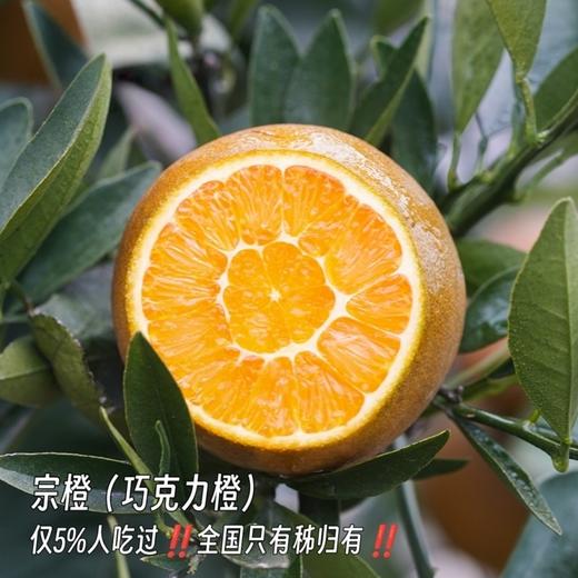 巧克力宗橙【稀缺品种，全国独有产区，限量出售，全年售卖期只有10天】（到货冷藏！） 商品图5