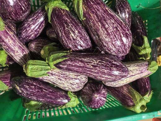 合作｜紫花茄/紫茄子 商品图2