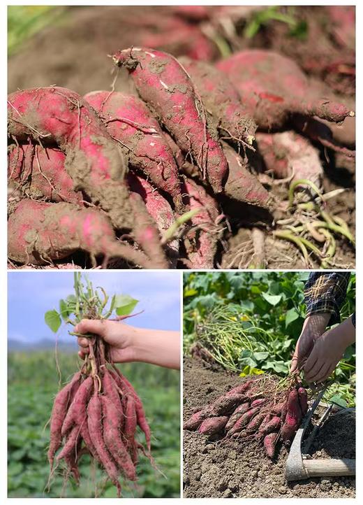 临安天目山小香薯 个头均匀 紫皮黄心 皮薄少筋 中薯更甜 小薯更糯 香甜软糯赛板栗  商品图4