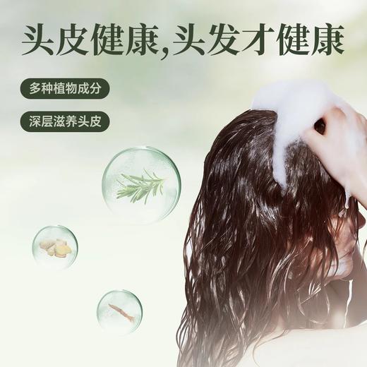 草木坤柔迷迭香红参养发洗发水 商品图2