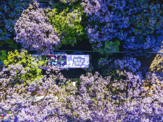 户外@【人间四月天】昆明、西昌双城蓝花楹、元谋土林、螺髻山、九十九里温泉瀑布、七里坝杜鹃、泸沽湖 7天 商品图8