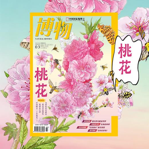 《博物》202603  桃花 专题+超级拉页 商品图0