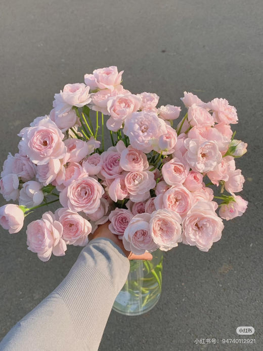 预售8号到货 多头浅粉色仙子之吻 一扎10支 一支多头 支长50厘米 商品图1