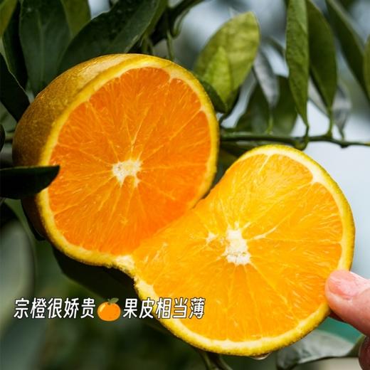 巧克力宗橙【稀缺品种，全国独有产区，限量出售，全年售卖期只有10天】（到货冷藏！） 商品图0