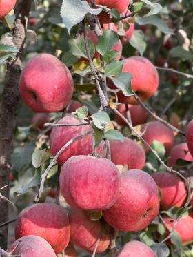 新疆阿克苏樱桃小苹果 果肉瓷实 香味浓郁 个头小巧