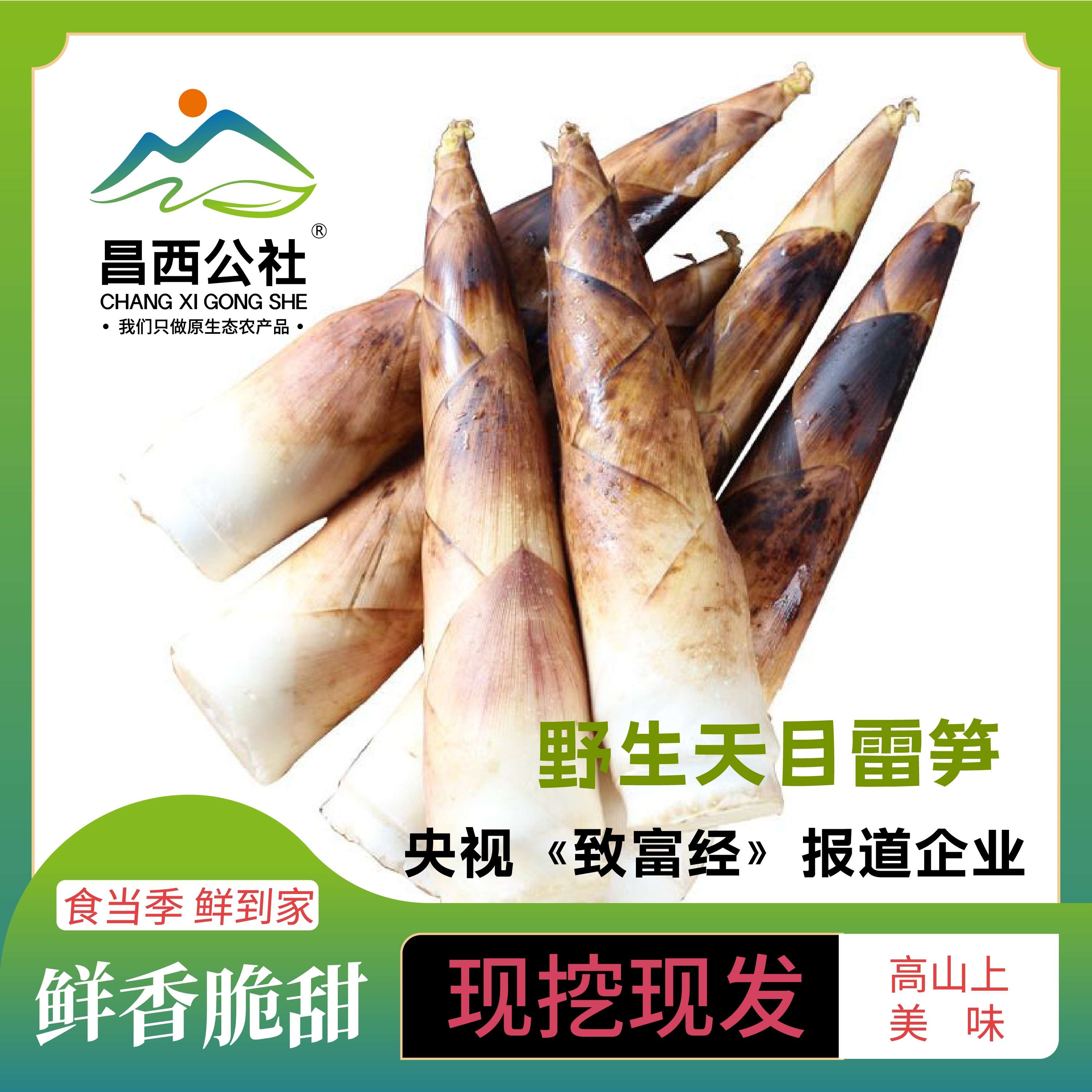 临安天目山鲜笋鲜 嫩 脆 顺丰包邮 不发隔夜笋