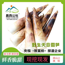 临安天目山鲜笋鲜 嫩 脆 顺丰包邮 不发隔夜笋