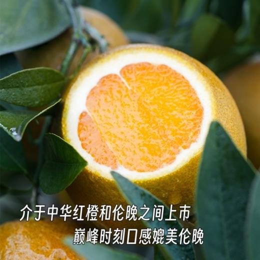 巧克力宗橙【稀缺品种，全国独有产区，限量出售，全年售卖期只有10天】（到货冷藏！） 商品图6