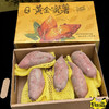 黄金蜜薯 商品缩略图6