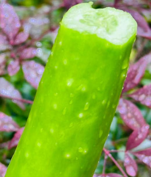 国内首次种植、限量发售的独家蔬菜品种。小巧细长，颜色浅绿，口感清脆。 绿色种植天然采摘0农残👩🌾今早首批次到货！独家品种， 年后减脂必备~ 商品图5