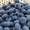 广西蒙山蓝莓（5毛硬币大，脆如冬枣，甜如初恋） 商品缩略图4