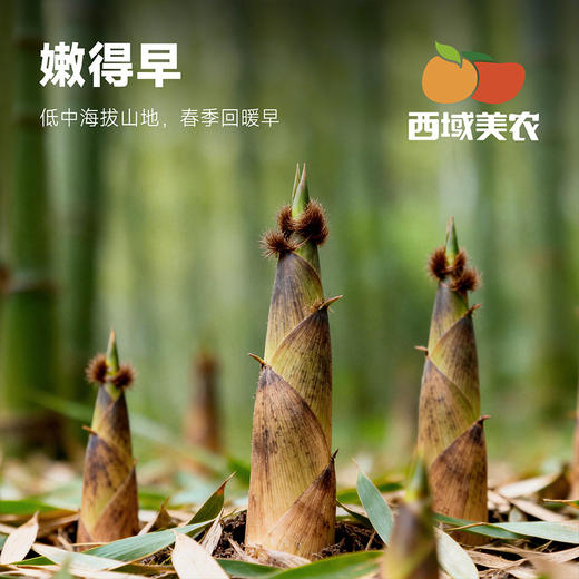 西域美农天目山春笋 新鲜到会“冒水” 的笋 很嫩    云南，贵州，黑龙江，吉林发中通快递，其他区域发顺丰 商品图3