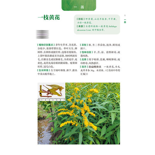 常用中草药识用图谱 第2二版 郑小吉 谭晓玉 解玉良 谭银平 鞠康 收录中草药400余种 以文字+彩图+视频的方式呈现 人民卫生出版社 商品图4