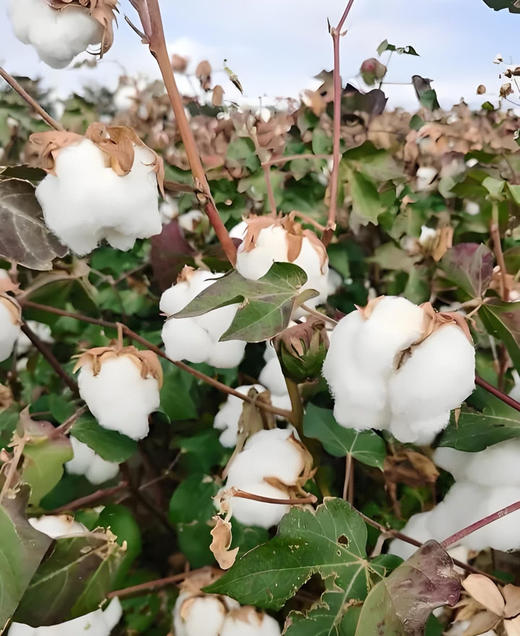 【开年福利，开学必拍！100支全棉长绒棉卡通三件套】直接把颜值和质感拉满~像云朵一样细腻柔软，亲肤透气，越洗越软，裸睡都超安心-圆圆家纺 商品图5