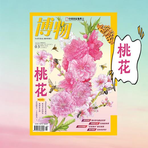 《博物》202603  桃花 专题+超级拉页 商品图4