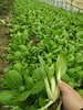 四月白大棵菜（1斤/份） 商品缩略图0