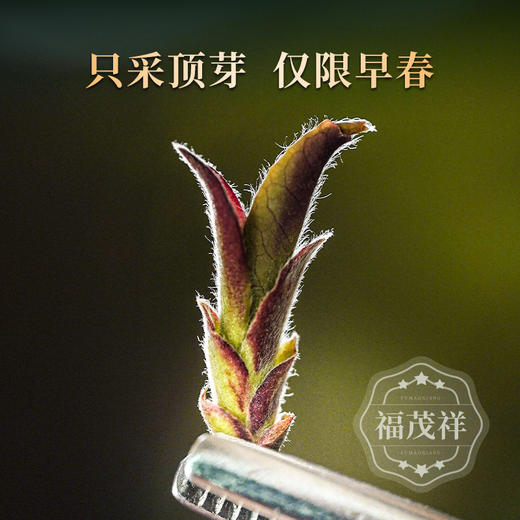 2026年早春头波“鲜中鲜”【紫芽苞】2026年春茶云南普洱生茶勐库大雪山紫芽苞尝鲜装 120g/罐 商品图1