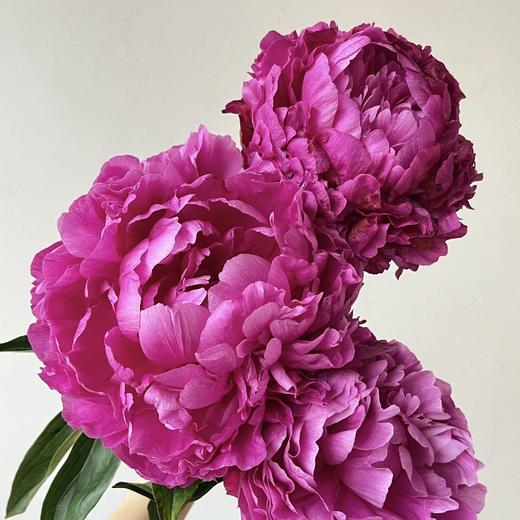 芍药丨红富士【买一送一】 商品图0