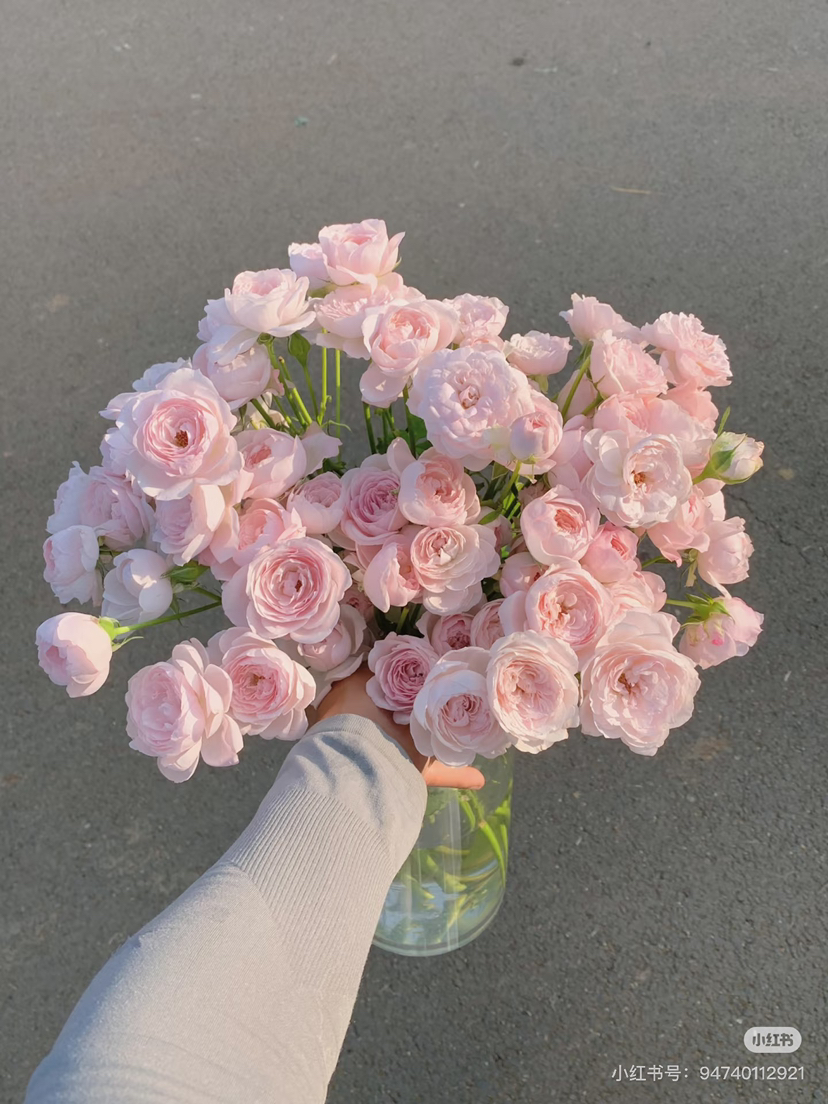 预售8号到货 多头浅粉色仙子之吻 一扎10支 一支多头 支长50厘米
