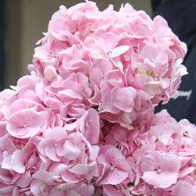 配花-绣球-初恋粉-1枝