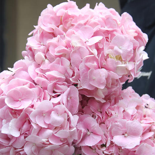 配花-绣球-初恋粉-1枝 商品图0