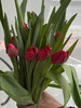 国产郁金香-【法国红】高级红 商品缩略图1
