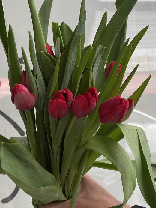 国产郁金香-【法国红】高级红 商品图1