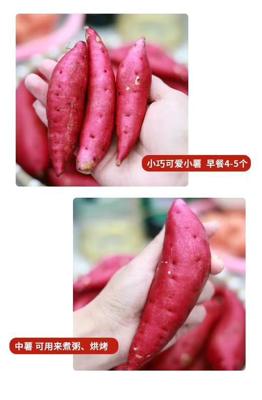 临安天目山小香薯 个头均匀 紫皮黄心 皮薄少筋 中薯更甜 小薯更糯 香甜软糯赛板栗  商品图3
