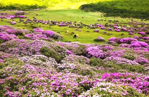 户外@【人间四月天】昆明、西昌双城蓝花楹、元谋土林、螺髻山、九十九里温泉瀑布、七里坝杜鹃、泸沽湖 7天 商品图6