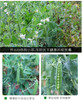 【云南露天新鲜带壳甜脆豌豆】新鲜带壳采摘，云南气候优势，蔬菜比平原的更好吃基地直邮 商品缩略图2